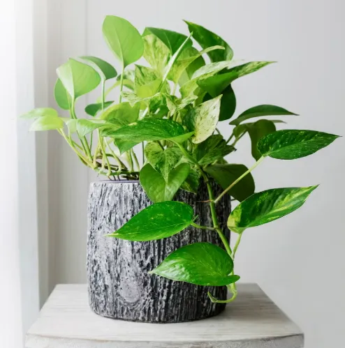 The Health Benefits of Adding More Plants to Your Home: Why You Should Go Green