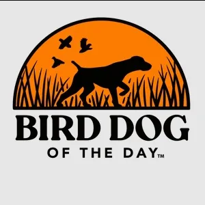 Bird Dog of the Day