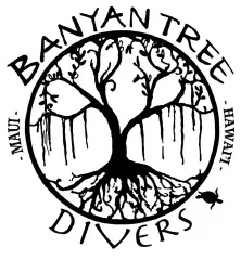 Banyan Tree Divers