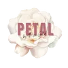 Petal by Rose Gold