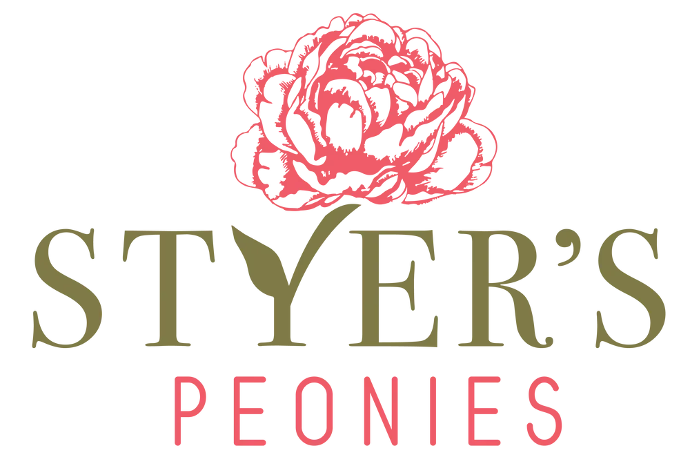 Styer\'s Peonies