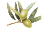 oliveoiljones.com