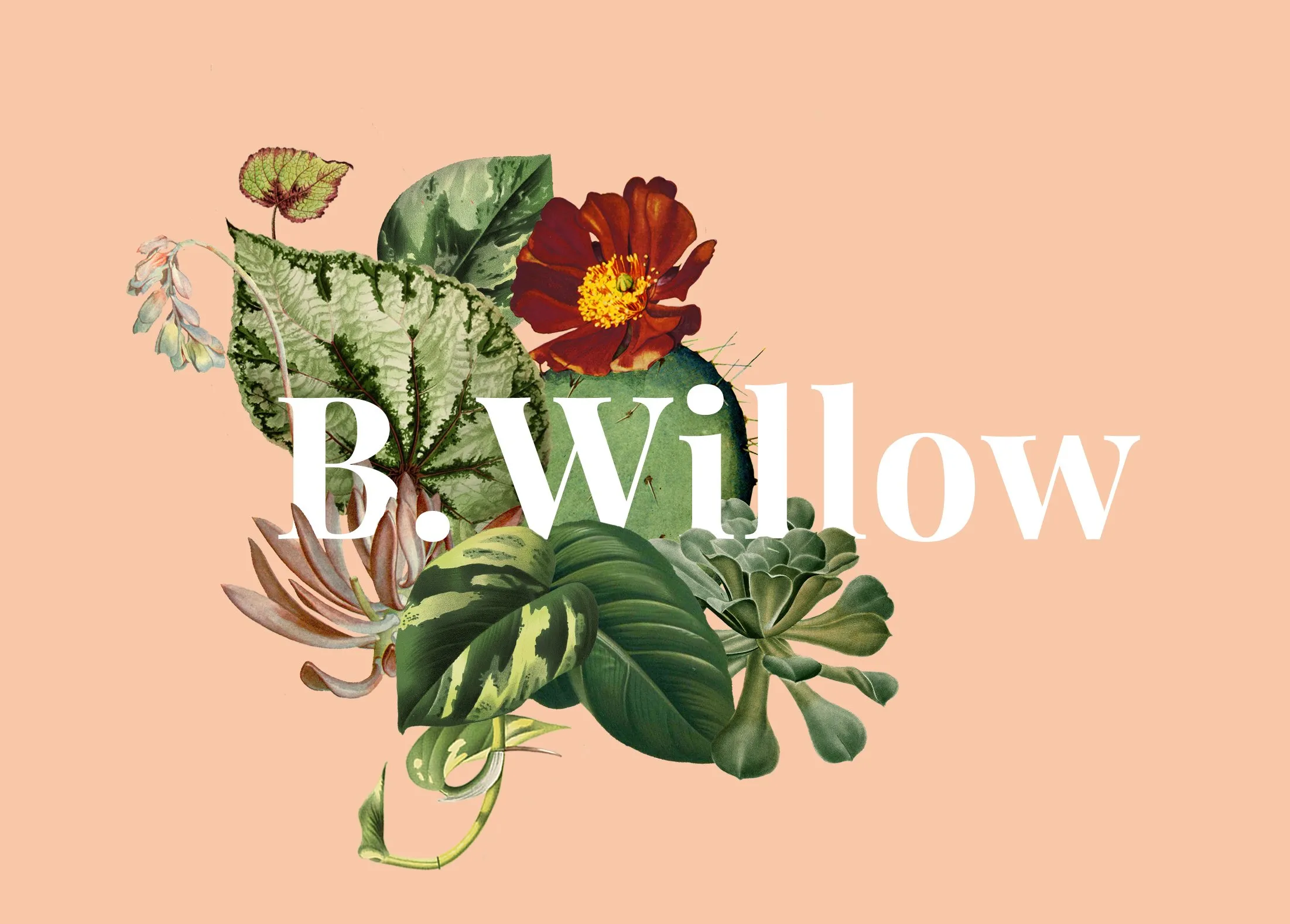 B Willow