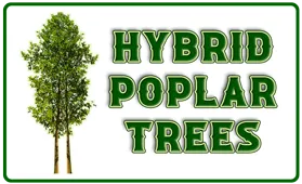 Hybrid Poplar Trees