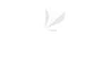 Stivii