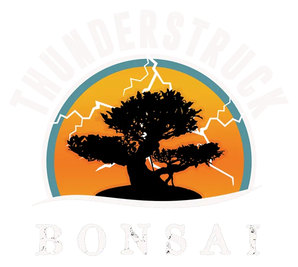 Thunderstruck Bonsai