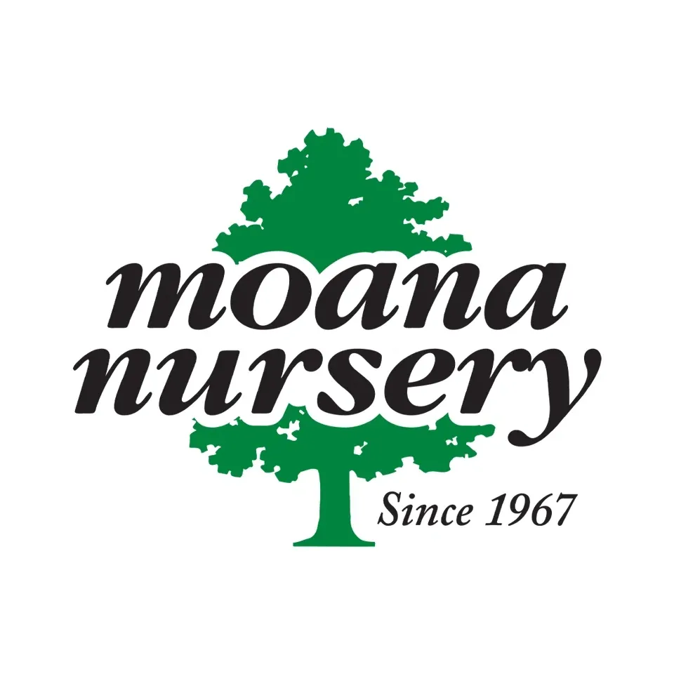 Moana Nursery