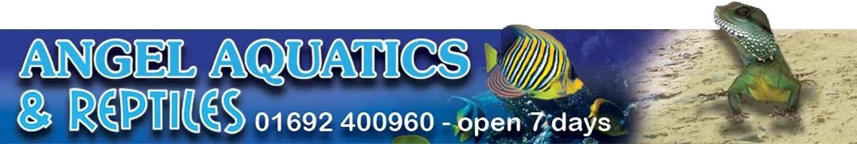 Angel Aquatics and Reptiles