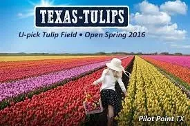 Texas Tulips