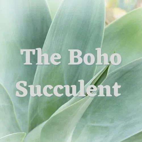 Boho Succulent