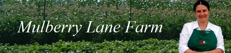 Mulberry Lane Farm