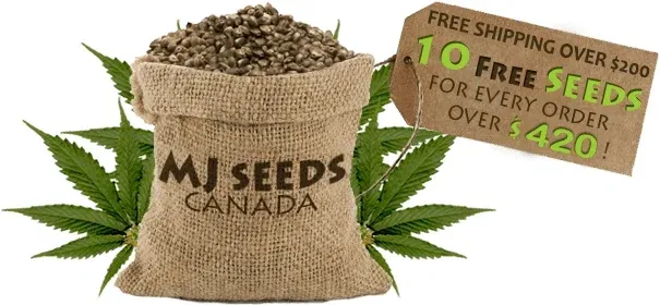 Mjseedscanada