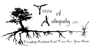 Trees of Antiquity