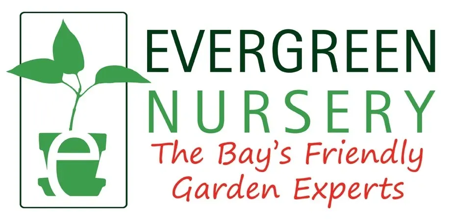 Evergreen Nursery