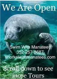 Snorkel with Manatees