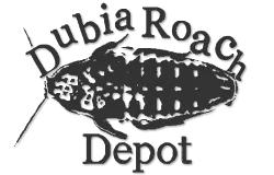 Dubia Roach Depot