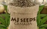 mj seeds canada