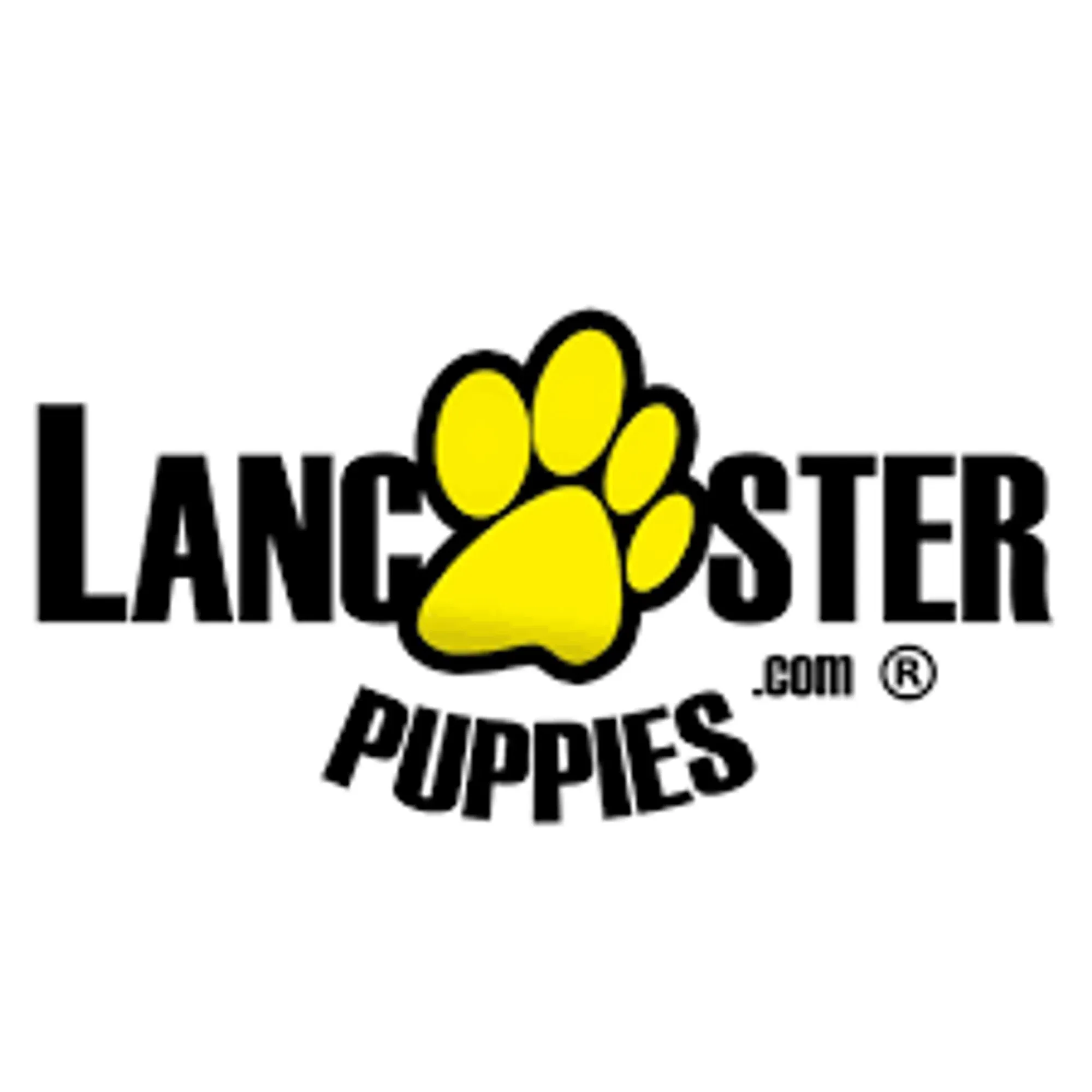 Lancaster Puppies