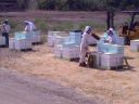 Bennett's Honey Farm