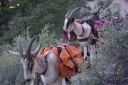 Packgoats.com