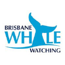 Brisbane Whale Watching