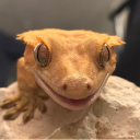 I Heart Geckos