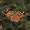 Cloverlawn Butterflies