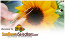 SunflowerSelections