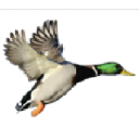 Duck Creek Sporting Goods