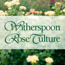 Witherspoon Rose