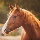 Unique Horse Farm Tours