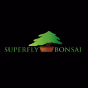 Superfly Bonsai