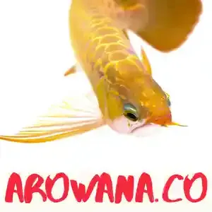 Arowana