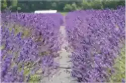 Lavender By The Bay