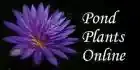 Pond Plants Online